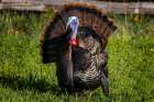 Eastern male wild tom turkey in breeding plumage near Whitefish, Montana, USA. Art Print